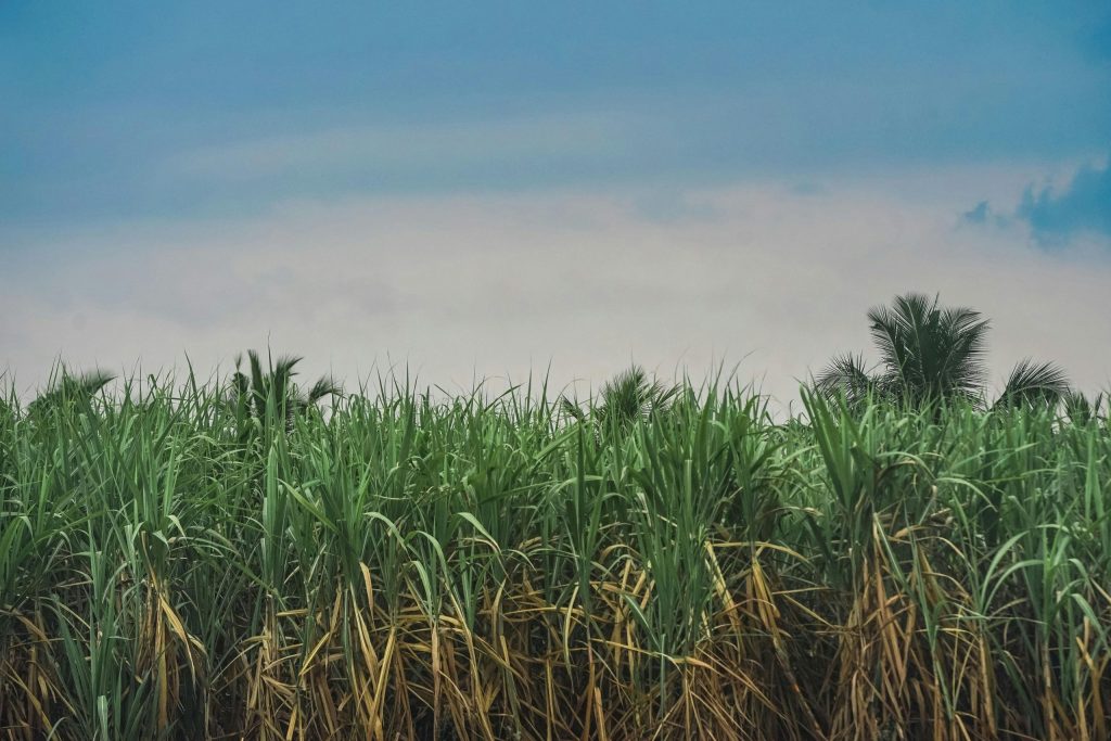 Vibrant sugarcane field extending under a picturesque blue sky, showcasing tropical agricultural beauty.